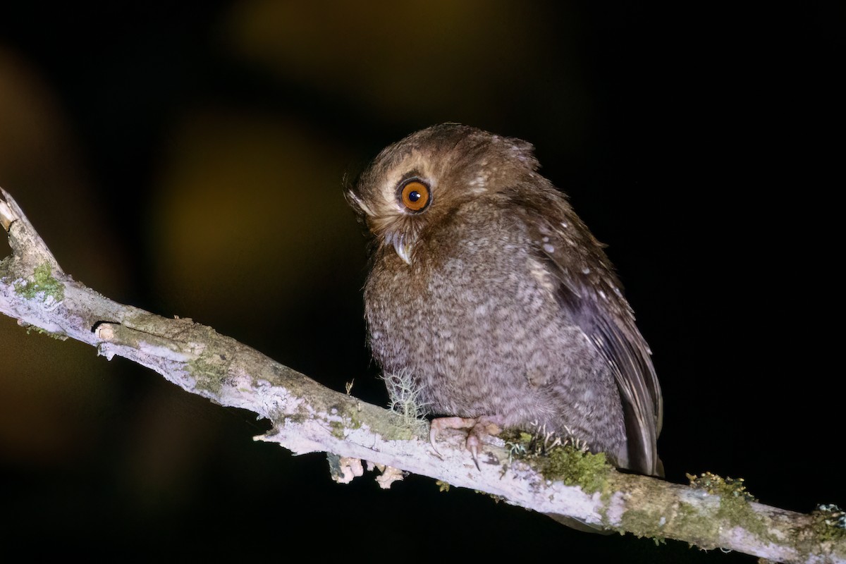 Long-whiskered Owlet - ML631795318