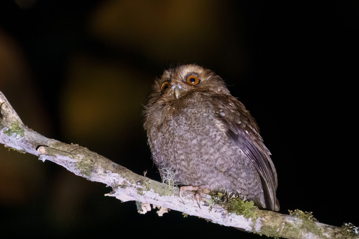 Long-whiskered Owlet - ML631795319