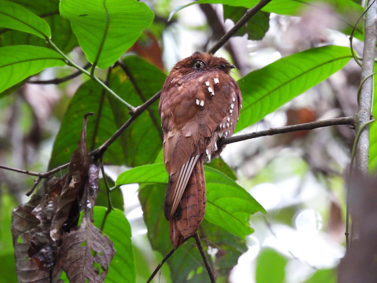 Rufous Potoo - ML631795337