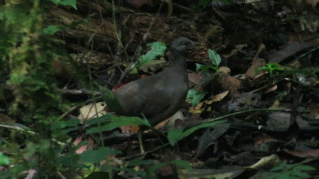 Little Tinamou - ML631795477