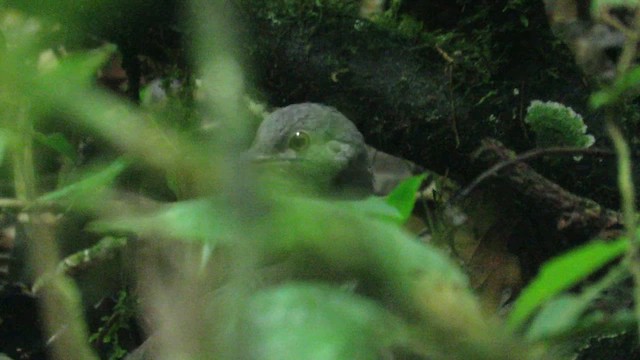 Little Tinamou - ML631795478