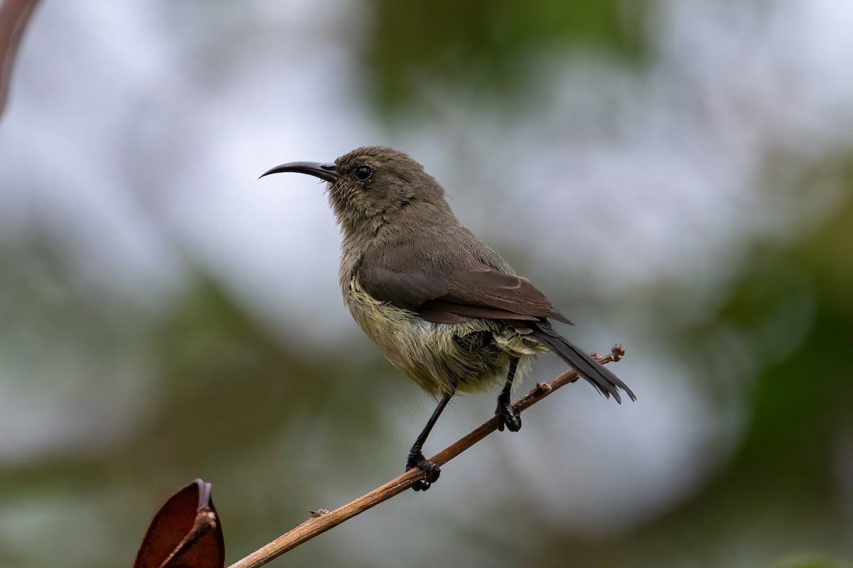 Variable Sunbird - ML631795509