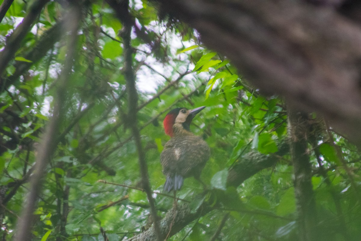 Green-barred Woodpecker - ML631795584