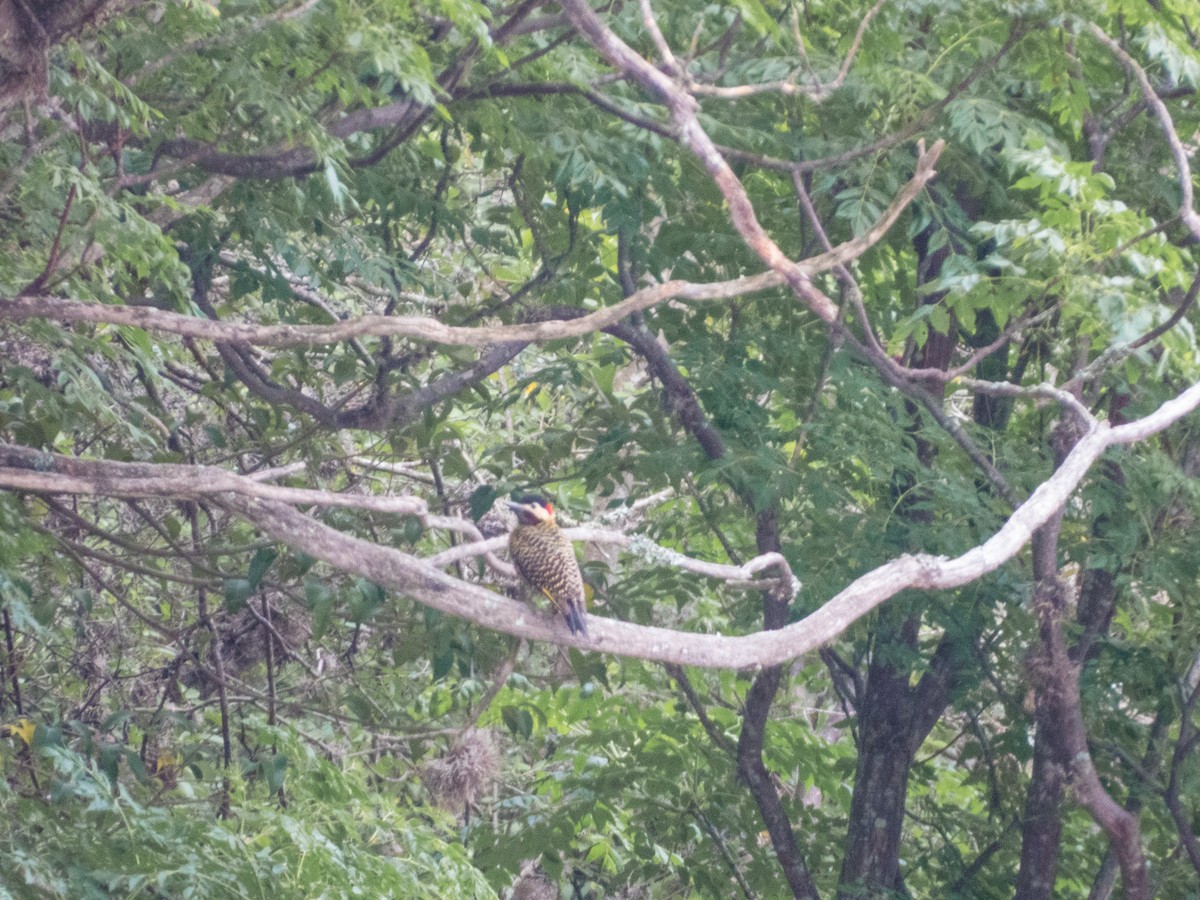 Green-barred Woodpecker - ML631795586