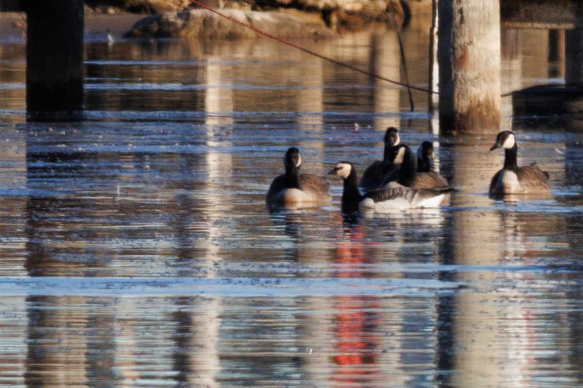 Barnacle Goose - ML631795648