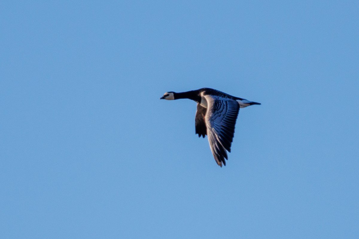 Barnacle Goose - ML631795649