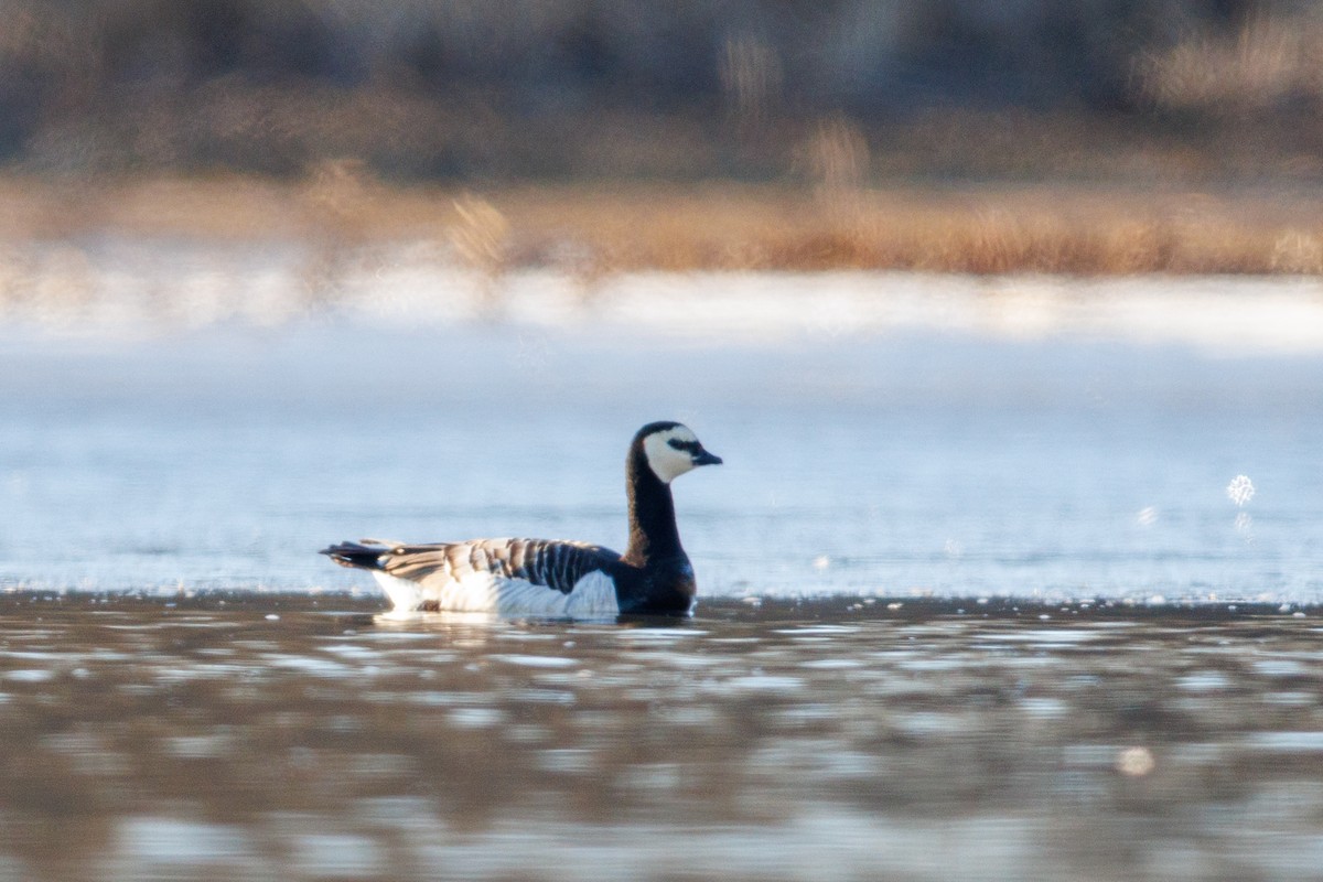 Barnacle Goose - ML631795650