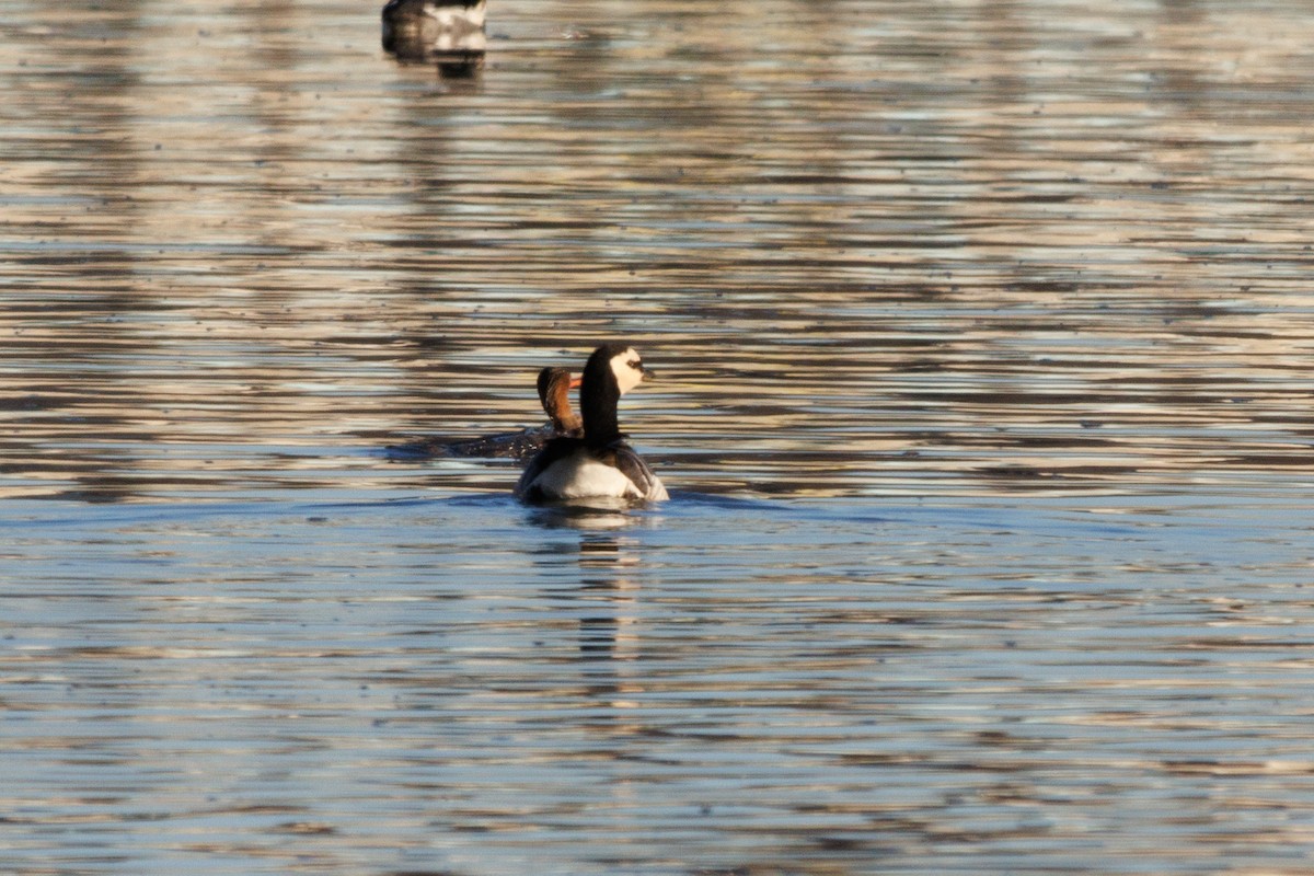 Barnacle Goose - ML631795651