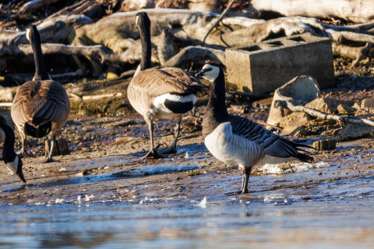 Barnacle Goose - ML631795652