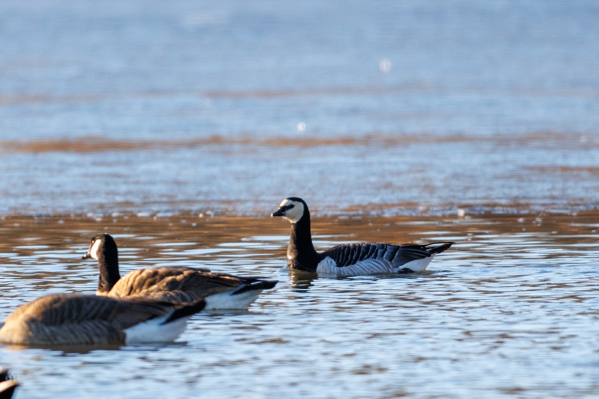 Barnacle Goose - ML631795653