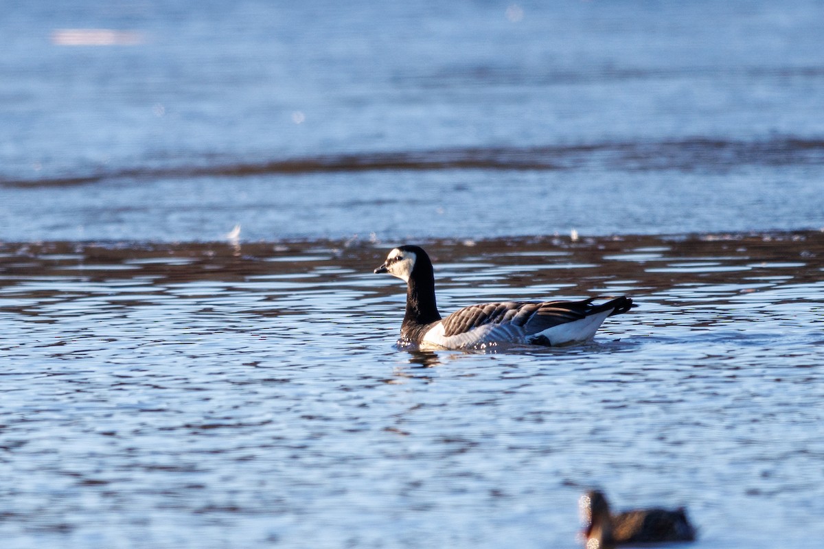 Barnacle Goose - ML631795654