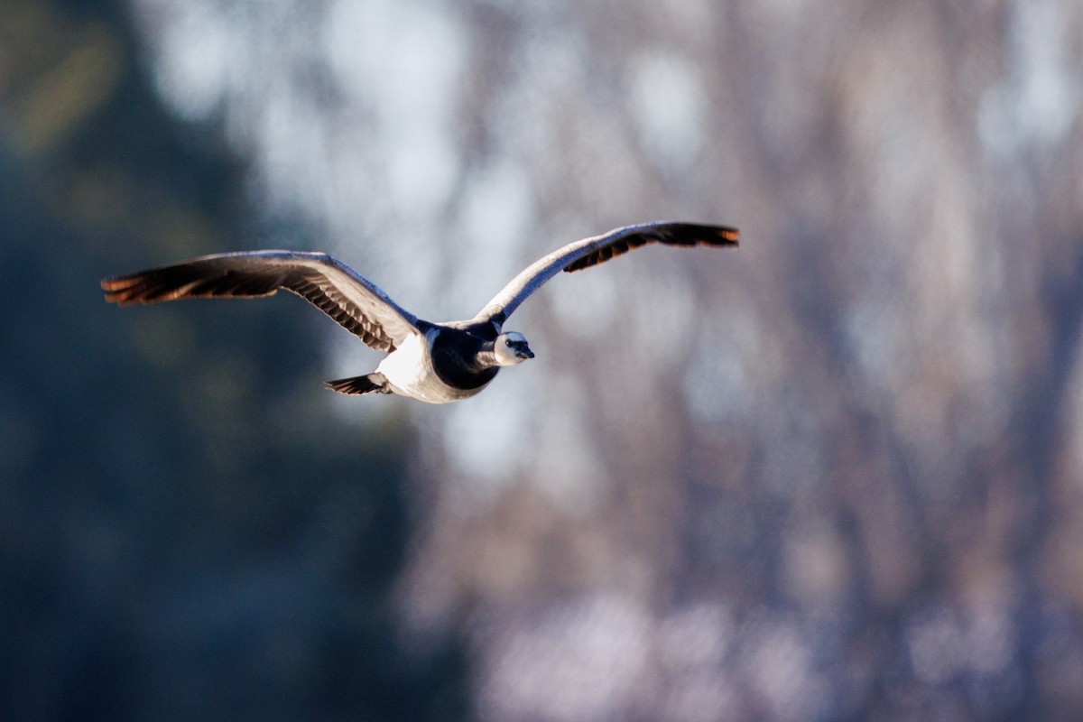 Barnacle Goose - ML631795655