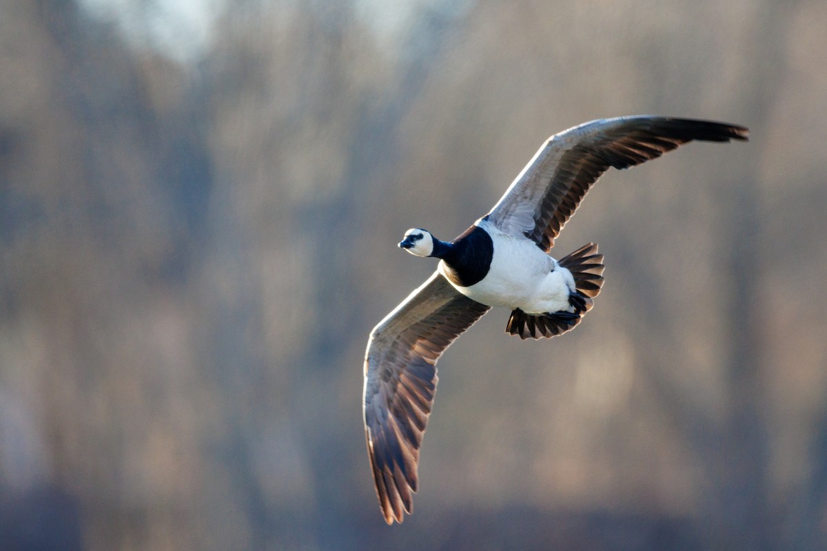Barnacle Goose - ML631795657