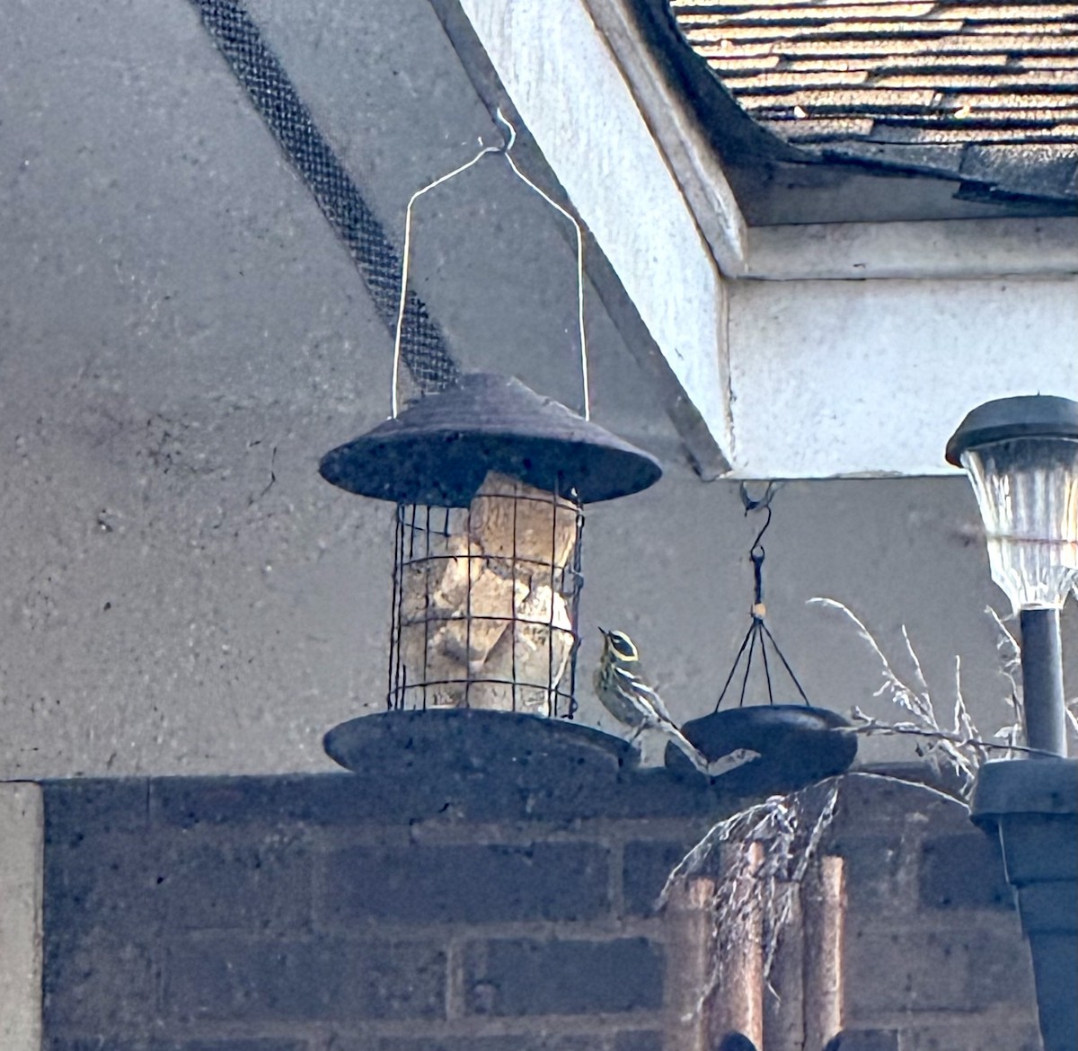 Townsend's Warbler - ML631795676