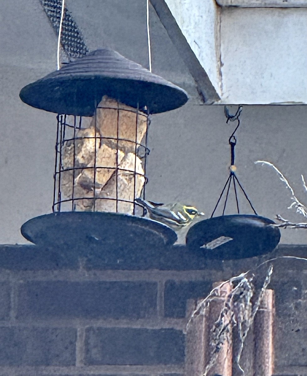 Townsend's Warbler - ML631795678