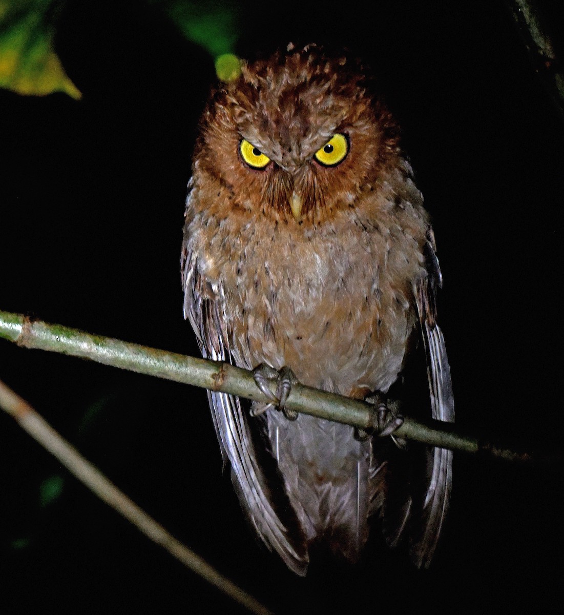 Andaman Scops-Owl - ML631795738