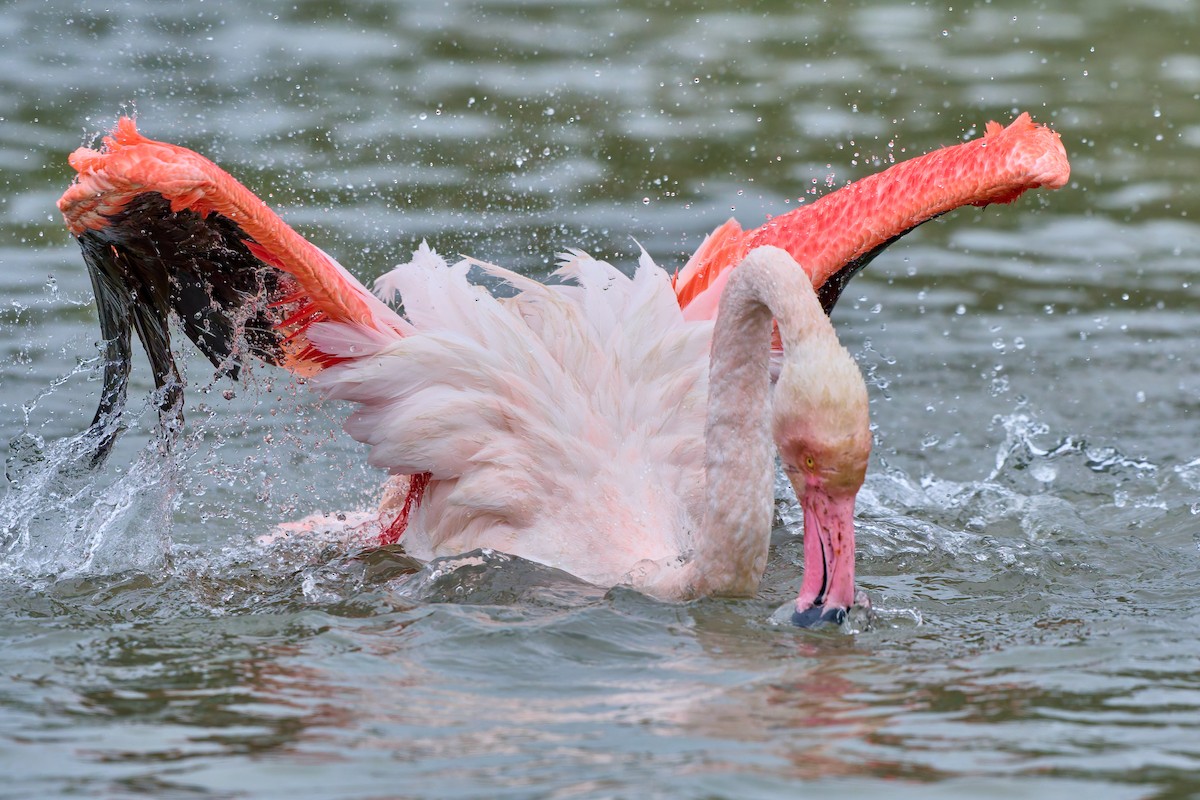 Greater Flamingo - ML631795756