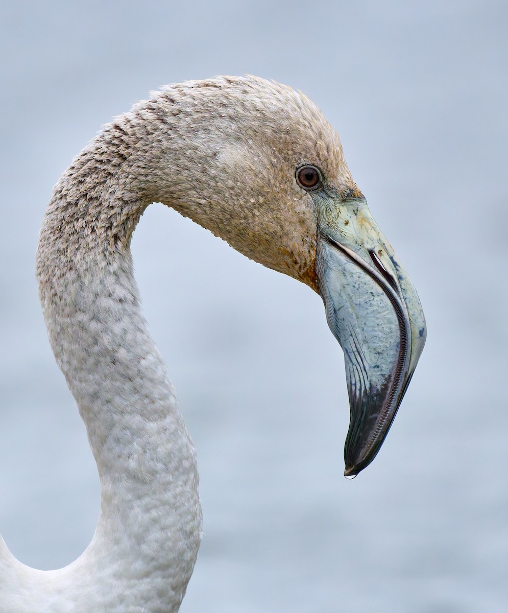 Greater Flamingo - ML631795757