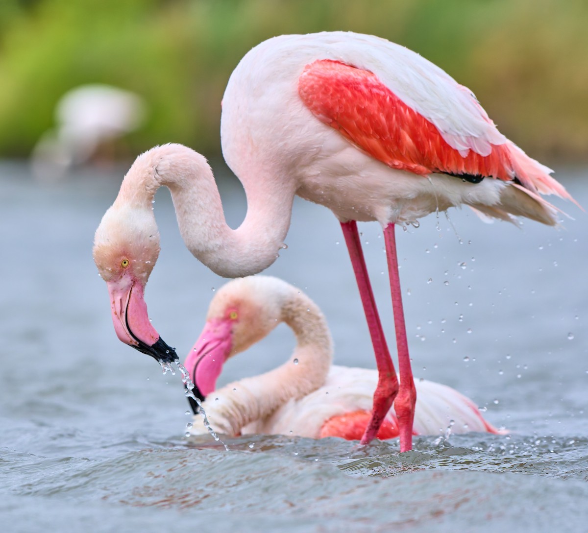 Greater Flamingo - ML631795759