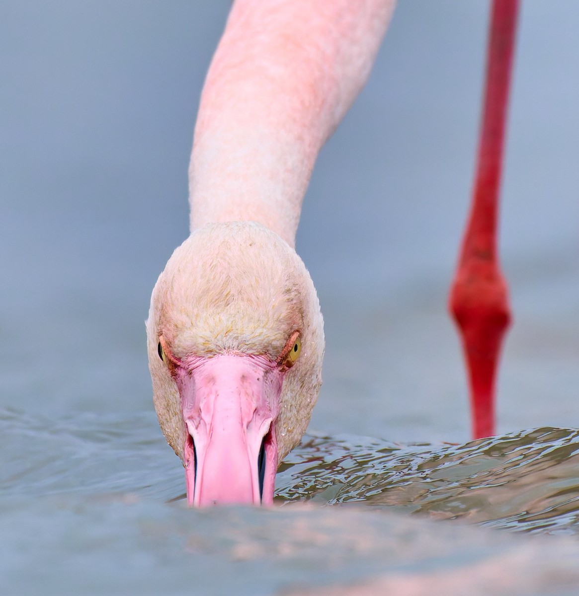 Greater Flamingo - ML631795761