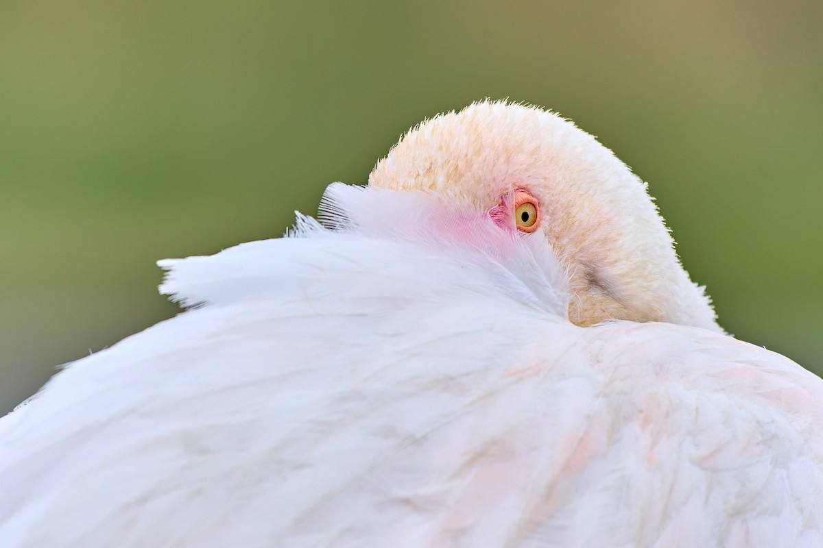 Greater Flamingo - ML631795762