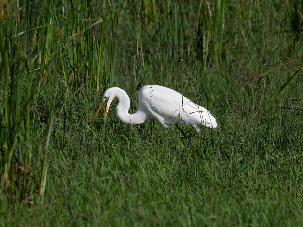 Yellow-billed Egret - ML631795763