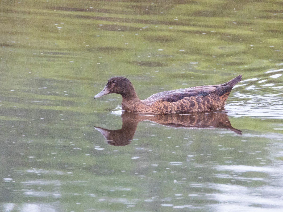 Black-headed Duck - ML631795904