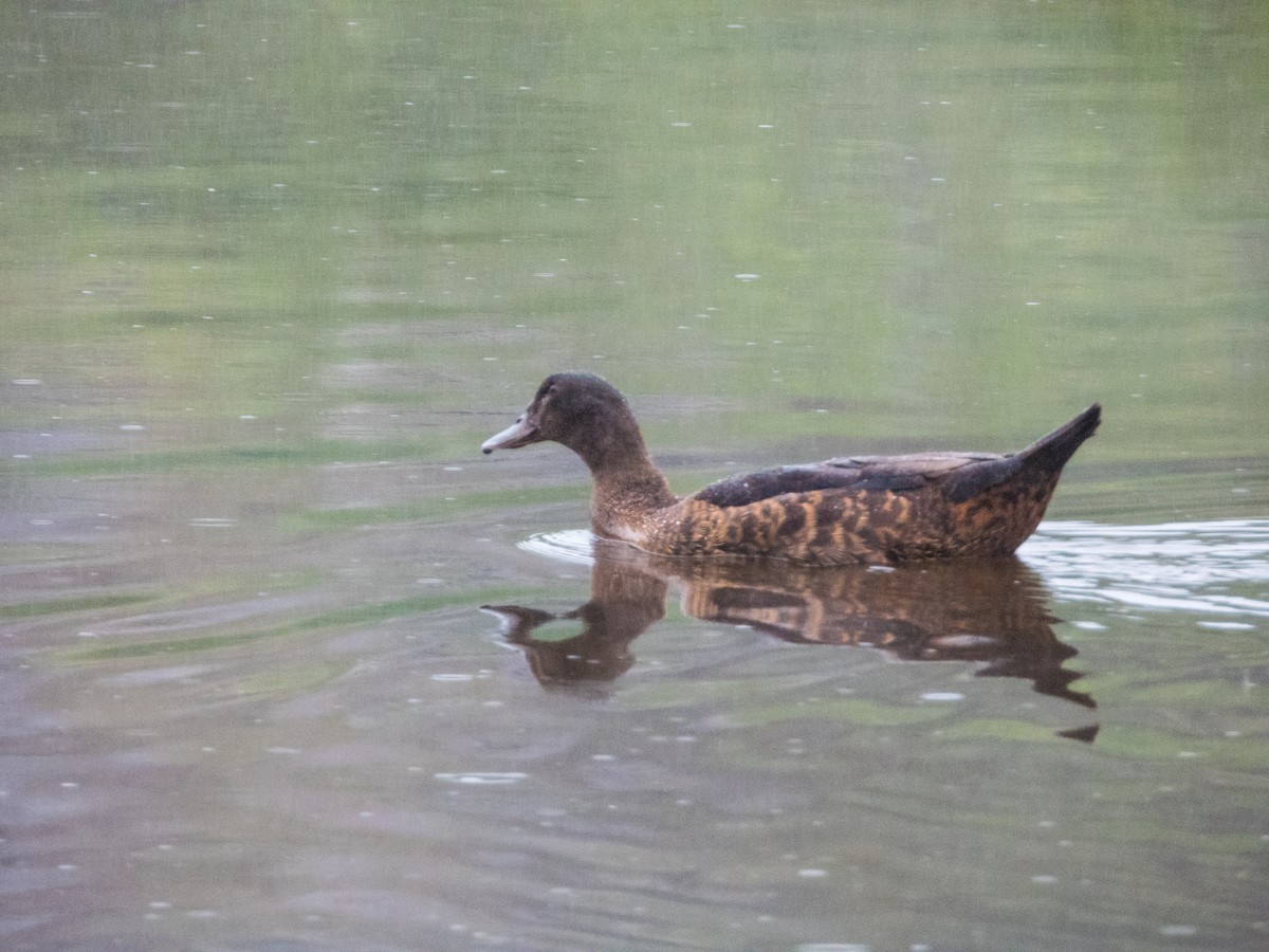 Black-headed Duck - ML631795906