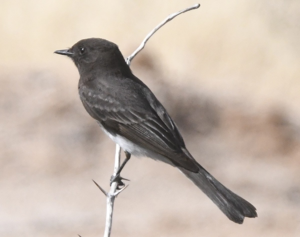 Black Phoebe - ML631796065