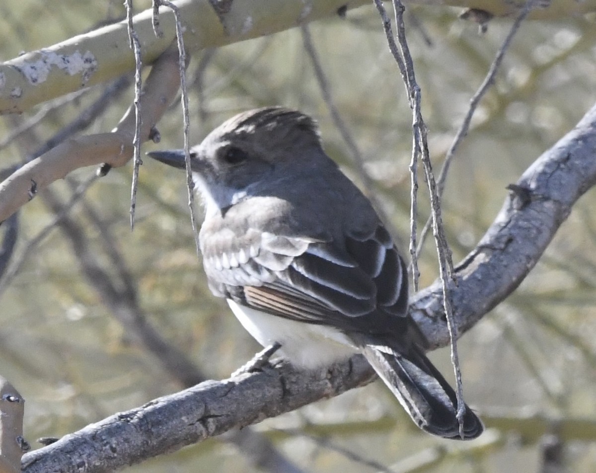 Ash-throated Flycatcher - ML631796078