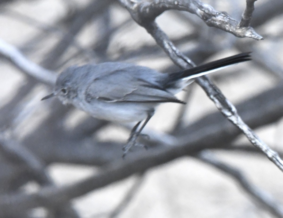 Blue-gray Gnatcatcher - ML631796099