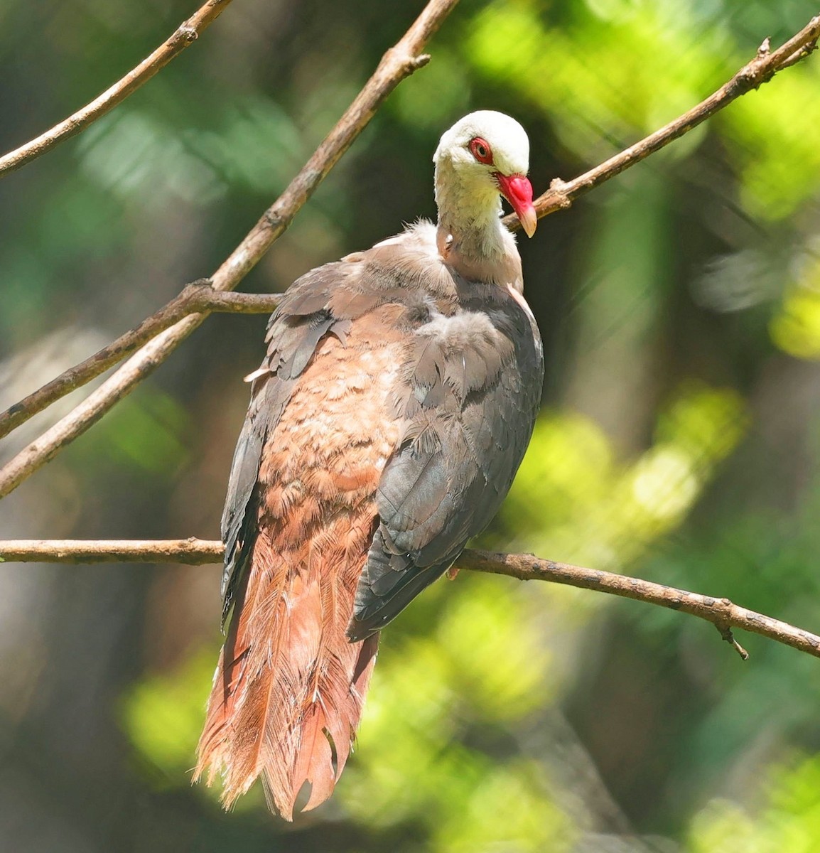 Pink Pigeon - ML631796125