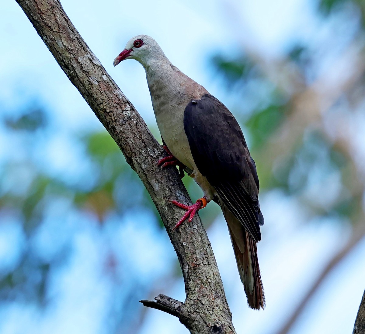 Pink Pigeon - ML631796128