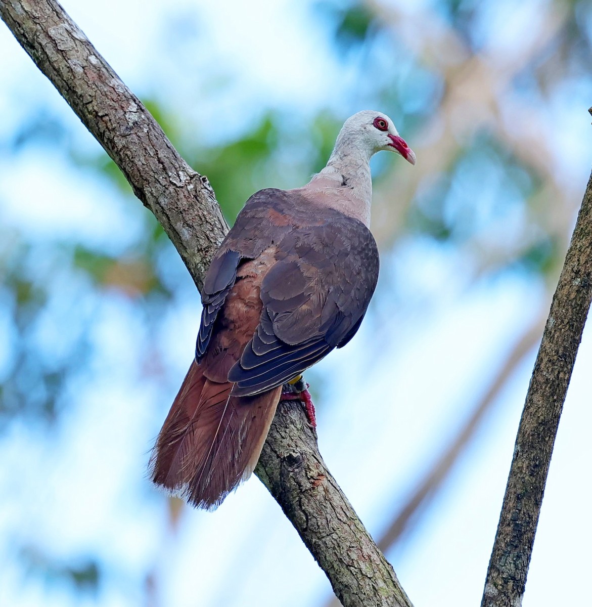 Pink Pigeon - ML631796129