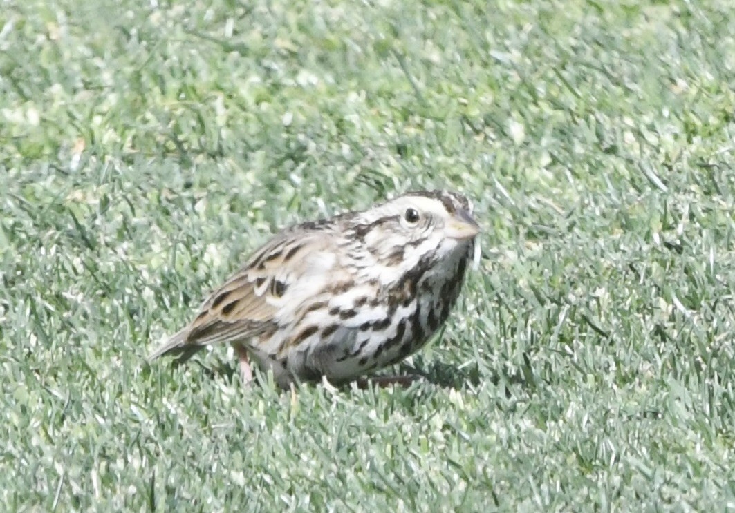 Savannah Sparrow - ML631796199