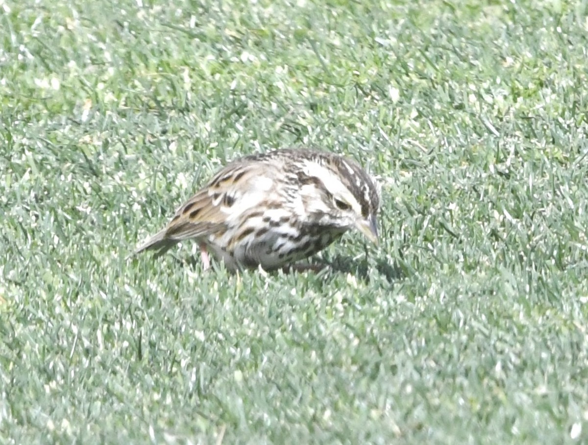 Savannah Sparrow - ML631796209