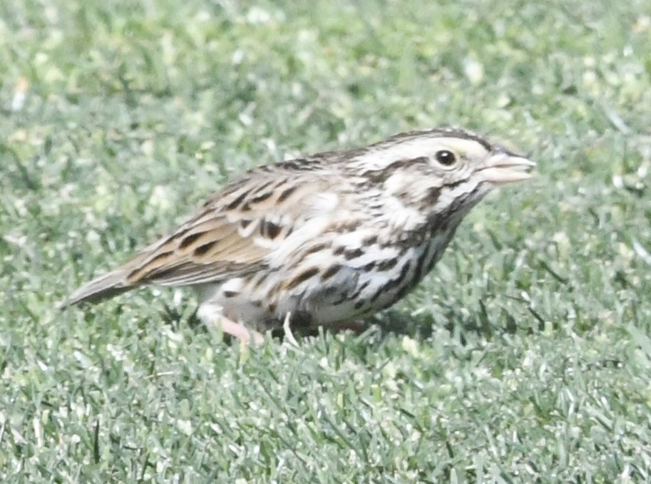 Savannah Sparrow - ML631796215