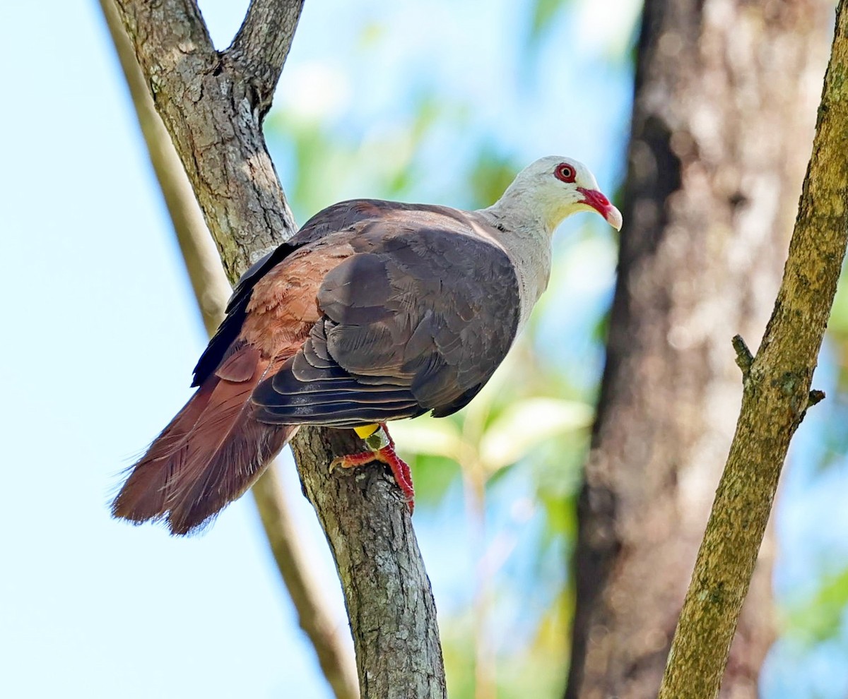 Pink Pigeon - ML631796294