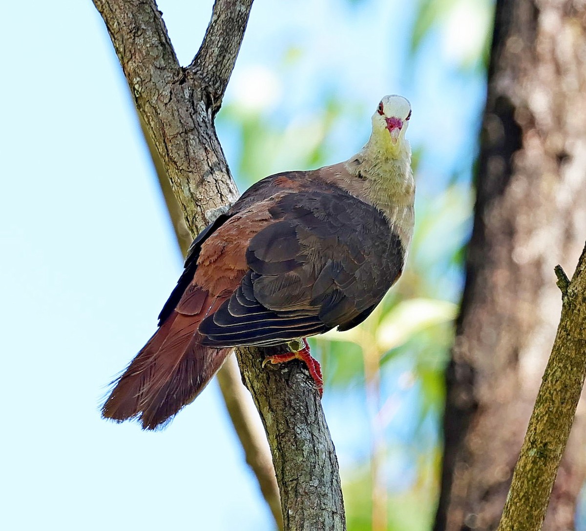 Pink Pigeon - ML631796295