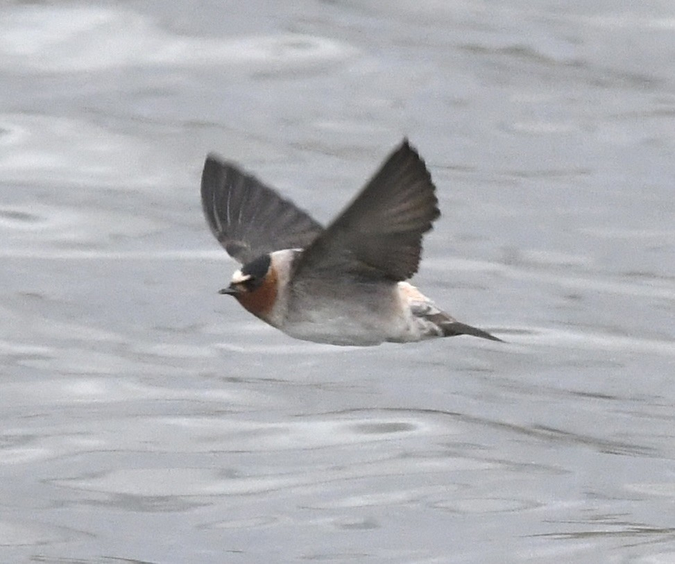 Cliff Swallow - ML631796352