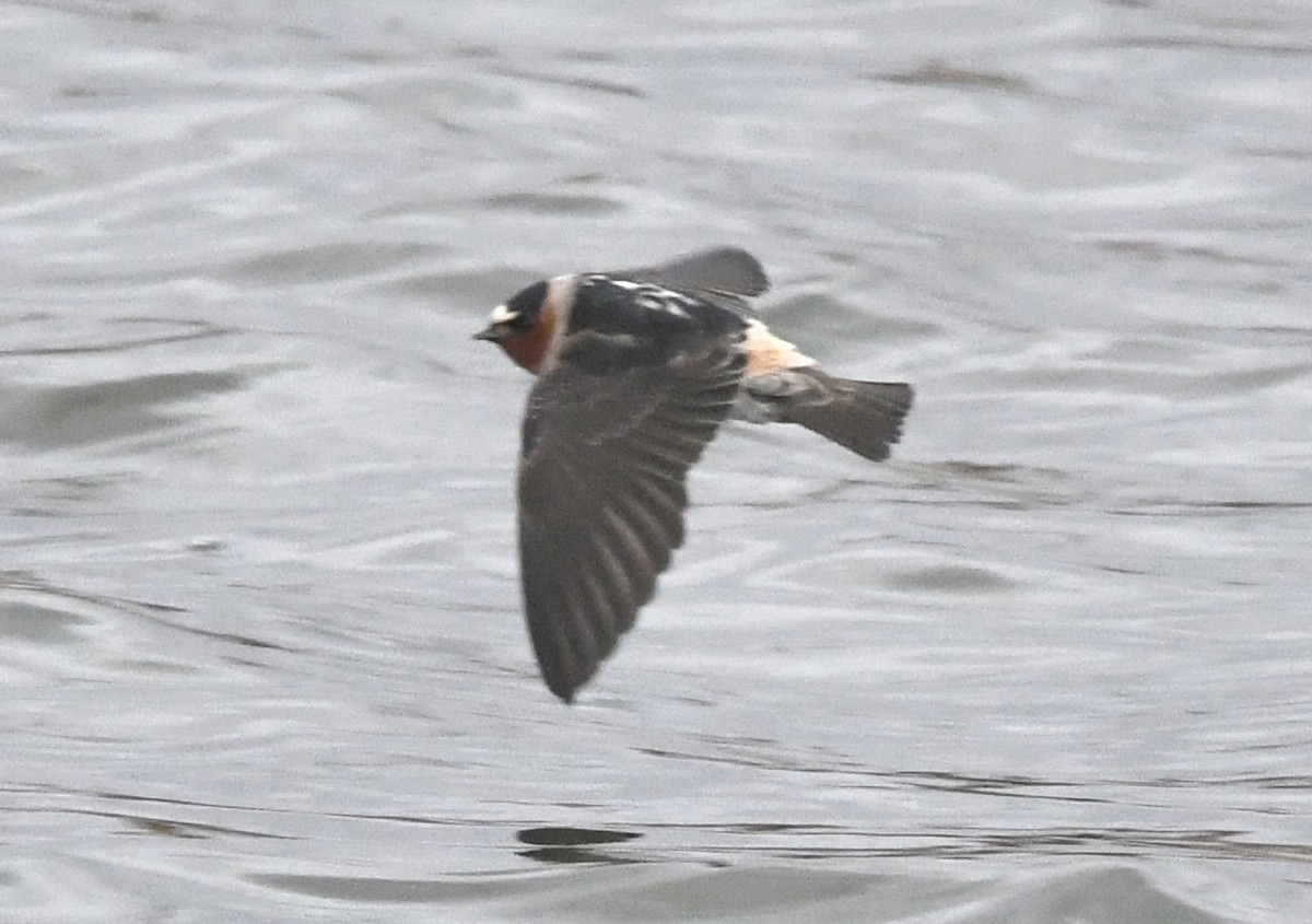 Cliff Swallow - ML631796355