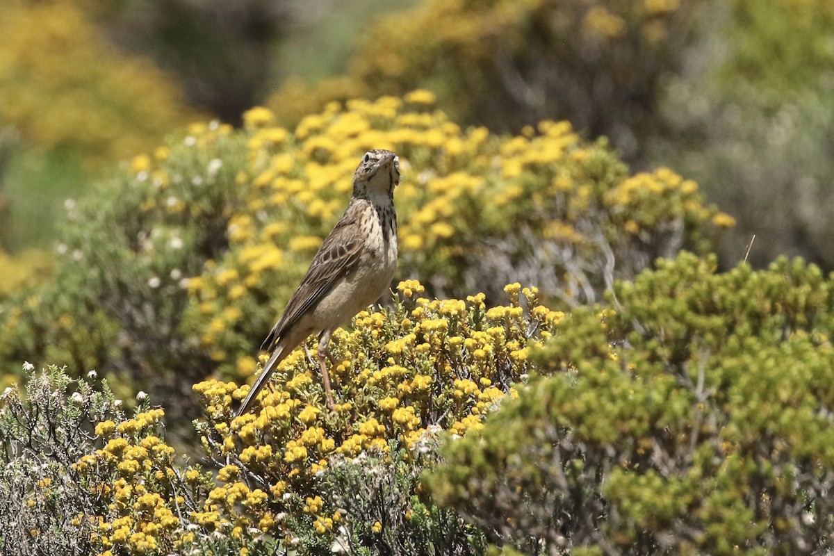 Mountain Pipit - ML631796401