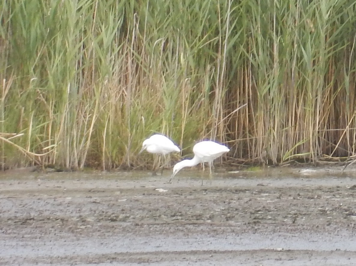 Little Egret - ML63179641