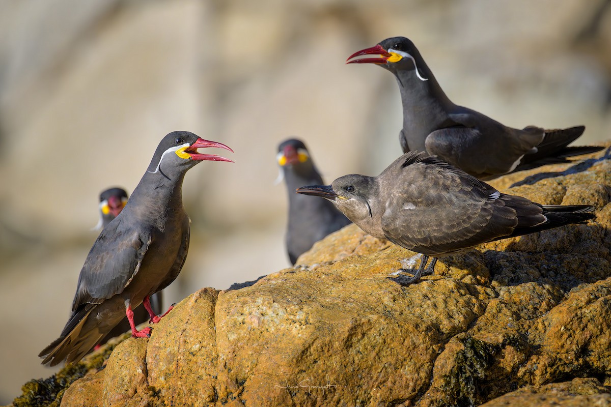 Inca Tern - ML631796411