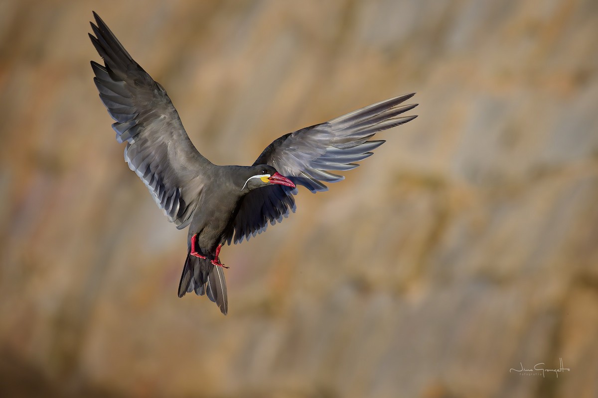 Inca Tern - ML631796412