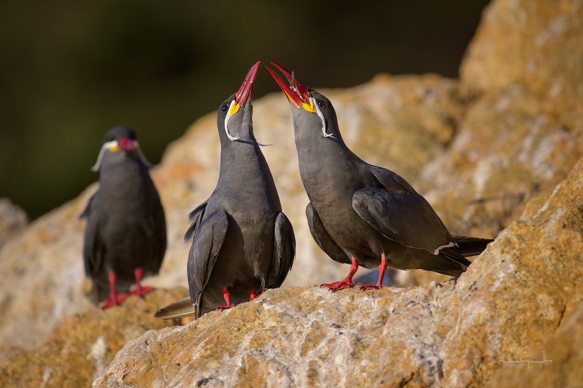 Inca Tern - ML631796413