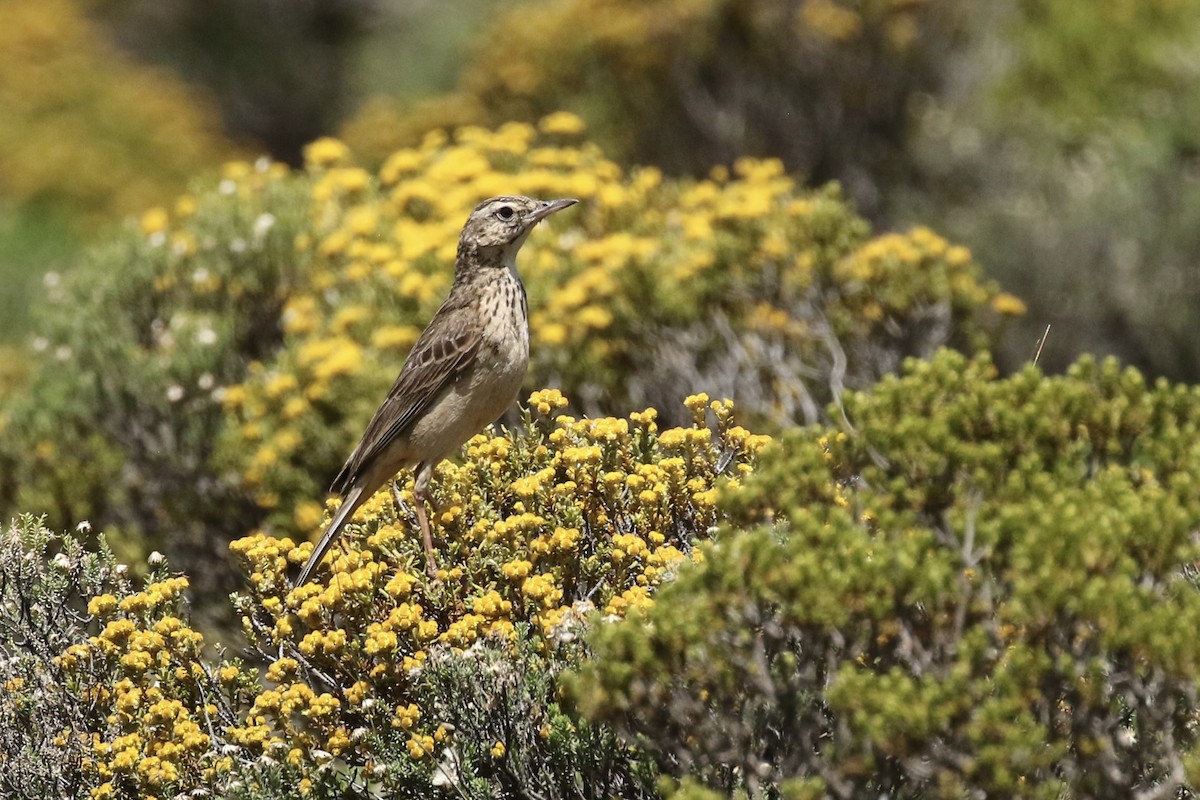 Mountain Pipit - ML631796431