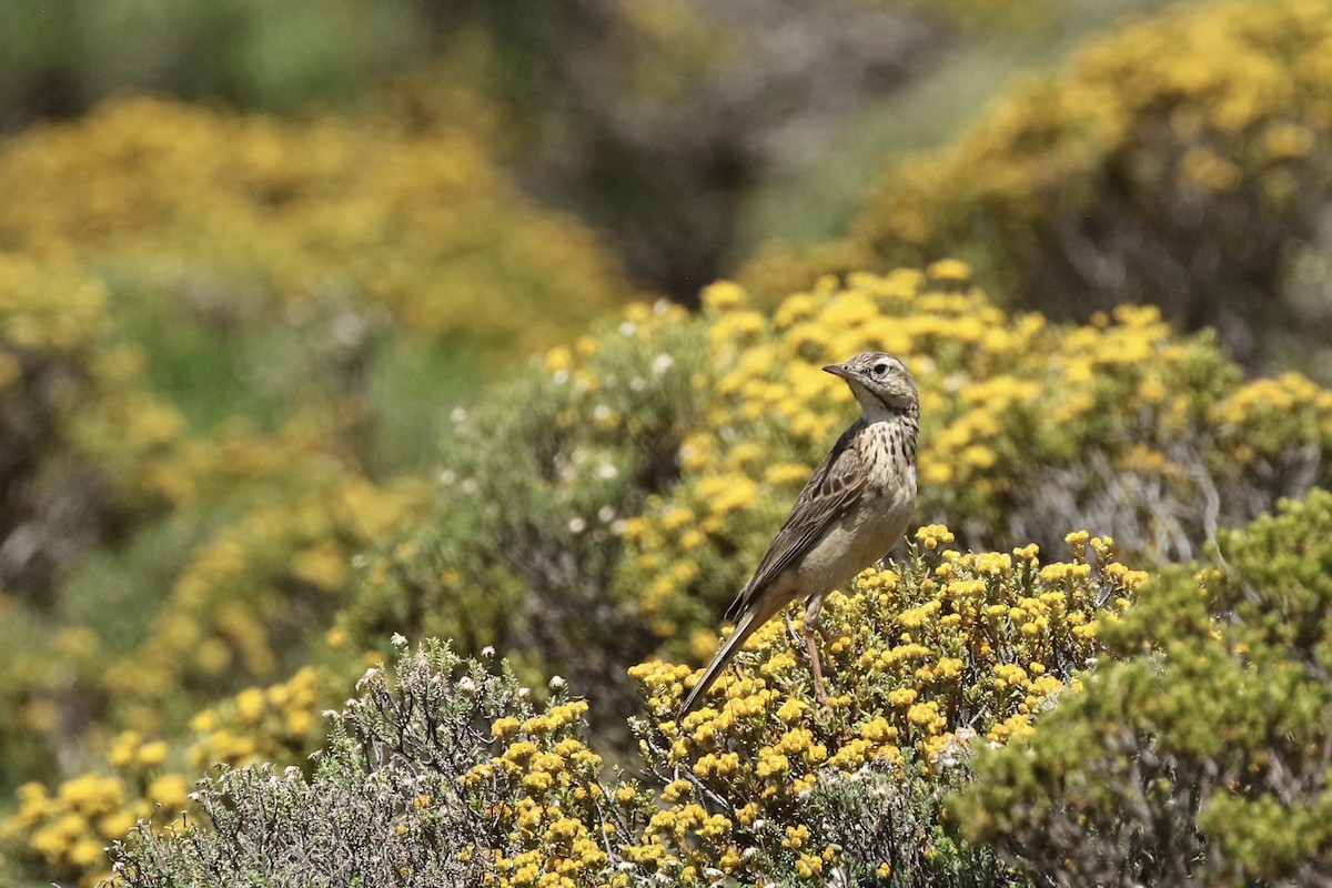 Mountain Pipit - ML631796480