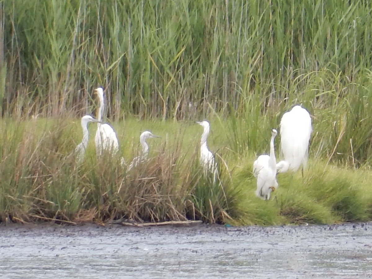 Little Egret - ML63179651