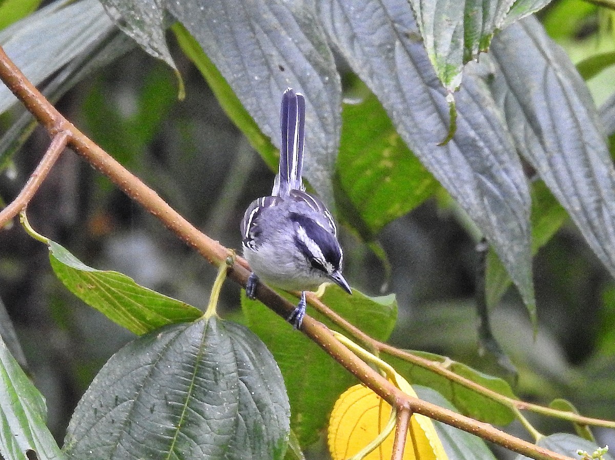 Creamy-bellied Antwren - Eduardo  Jackson